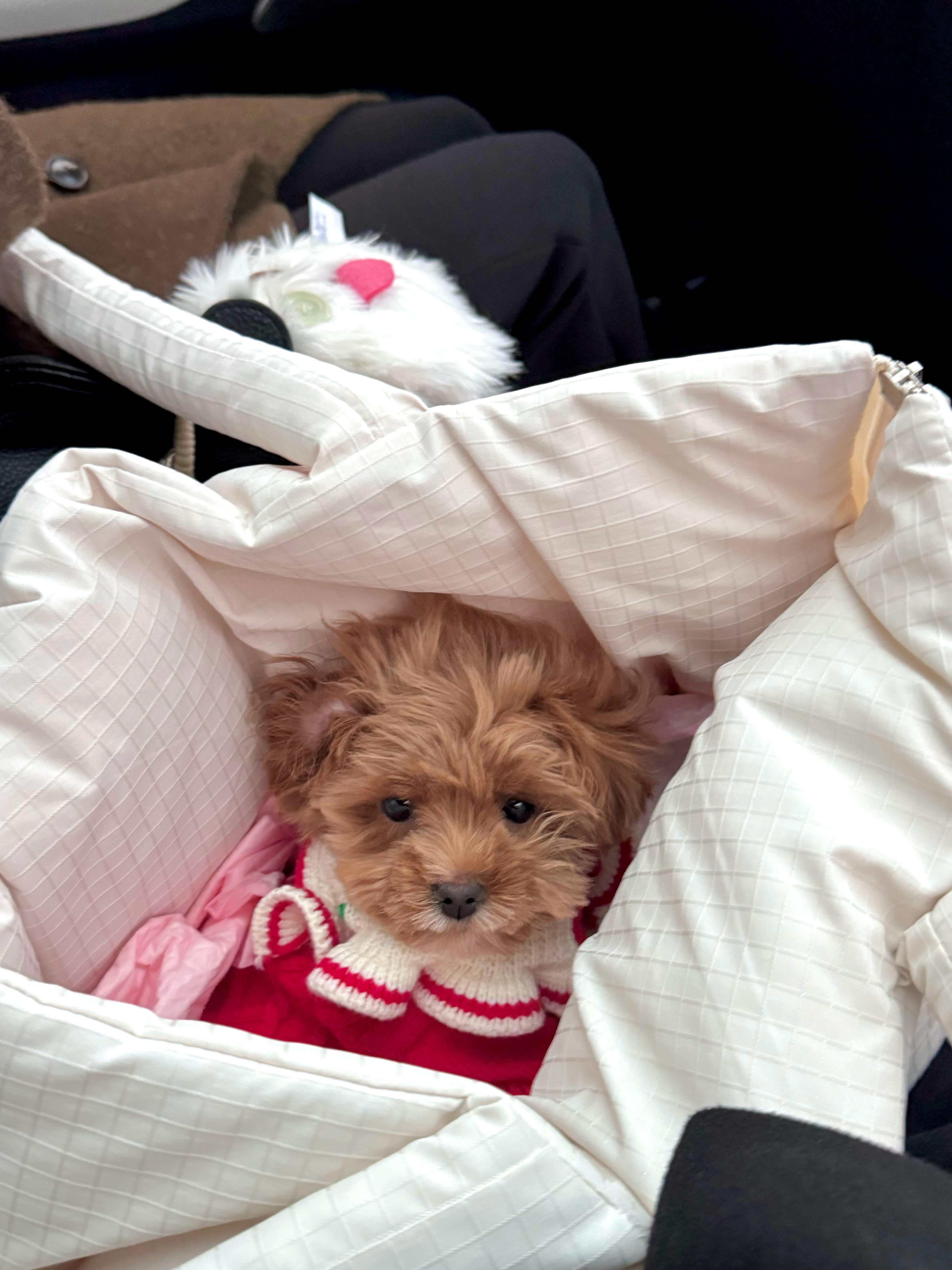 带我们小苹果坐上夏天老师的蔚来了，体验了下更新的NWM2.0，都能自己出地库了，