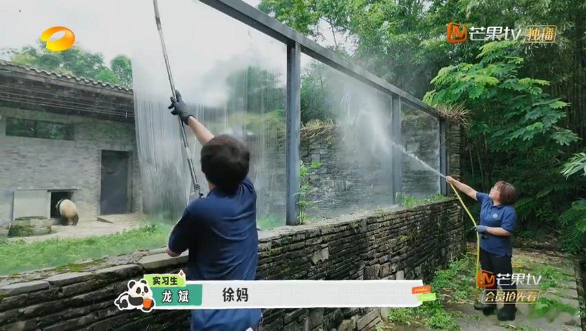 #熊猫人的十年又十年# 熊猫的温馨日常，是徐妈无数个日夜的守护。岁月悠悠，她用青