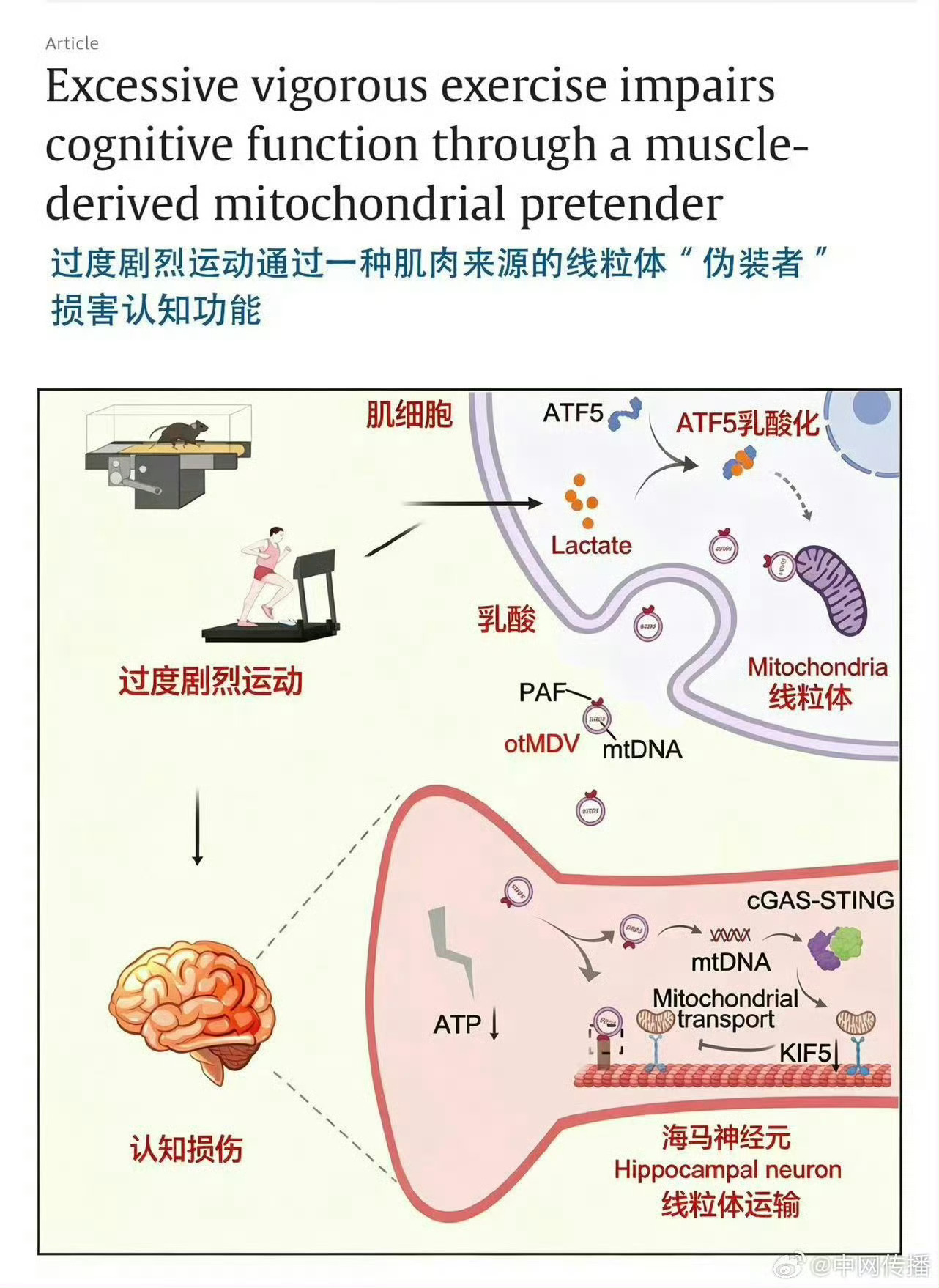 专家称过度运动会导致大脑反应变慢超负荷运动产生特殊物质，会干扰大脑神经运转，不少