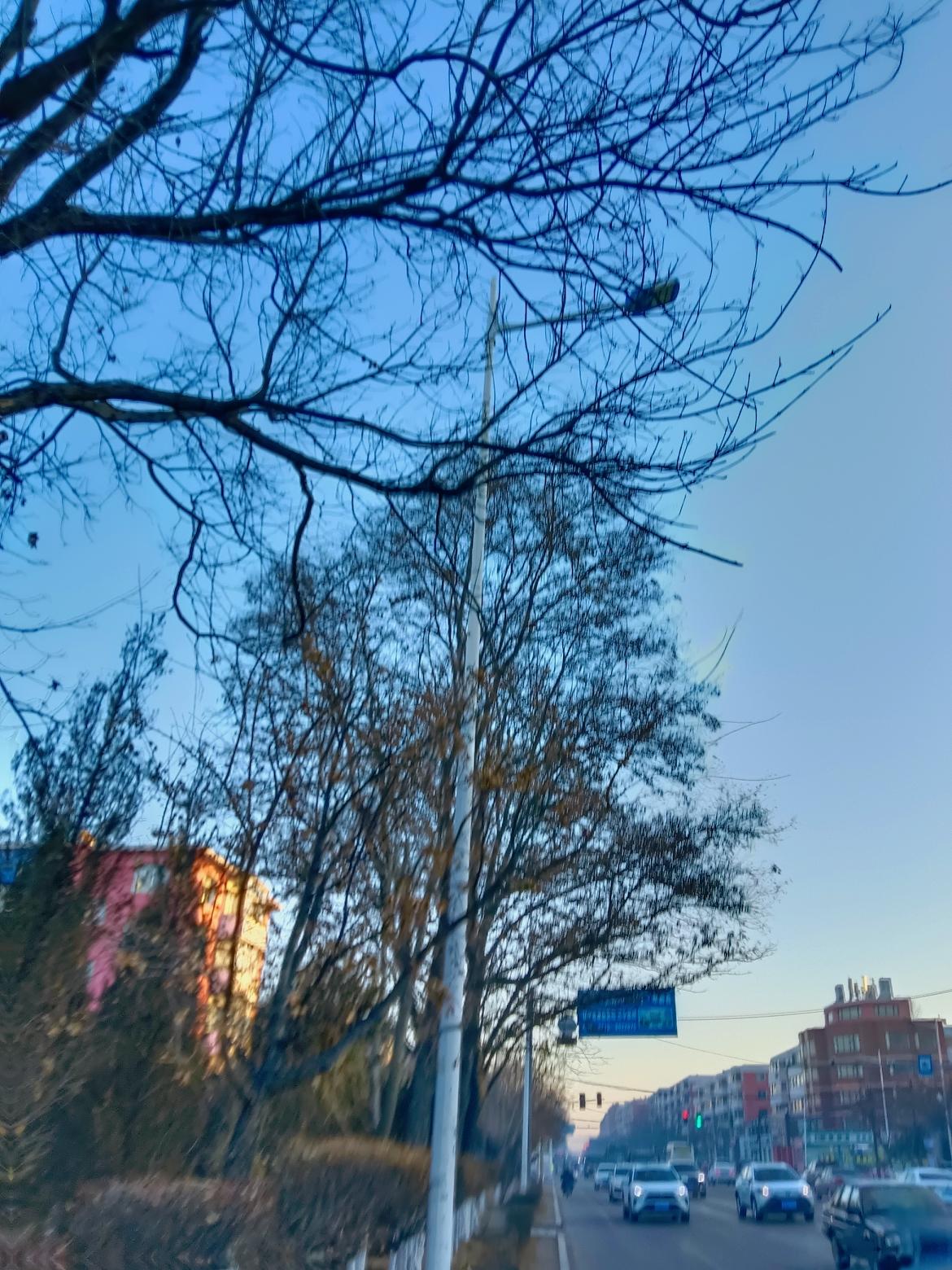 冬日黄昏，车流如织，街边树木光秃，寒意袭人。