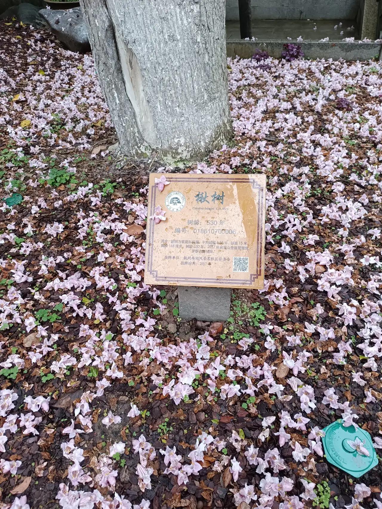 双休日我来到杭州吴山东岳庙看到人潮涌动，原来是2棵537岁楸树开花了，而且今年花