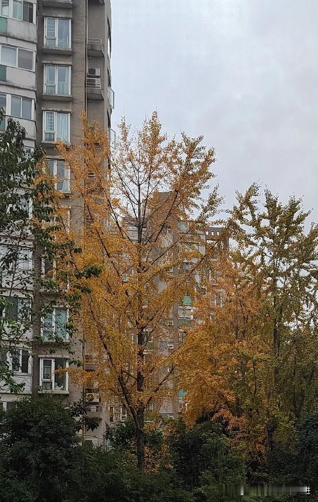 看看你手机里的银杏树在秋高气爽的日子里，从本人所见的绿植中，唯有银杏树最好看，的