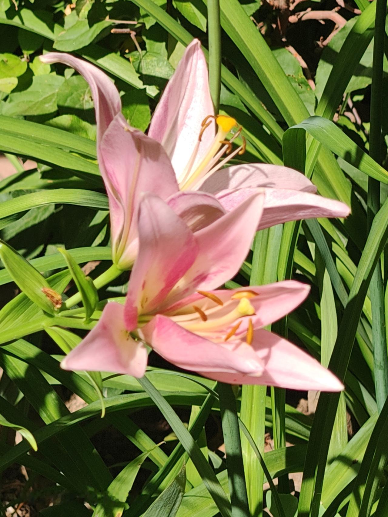华远铭悦小区里的百合花，宛如一群优雅的仙子。每次路过那片百合花丛，都被它们的美所