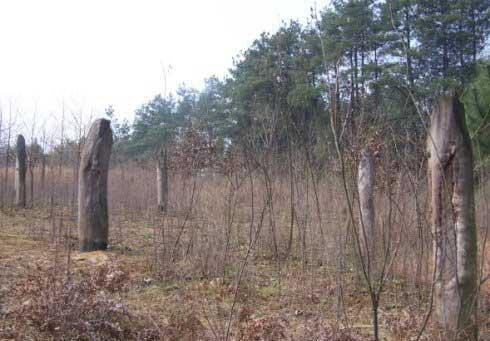 1994年12月1日，凌晨3点。贵州都溪林场内的狗突然狂吠不止，紧接着两股强光伴