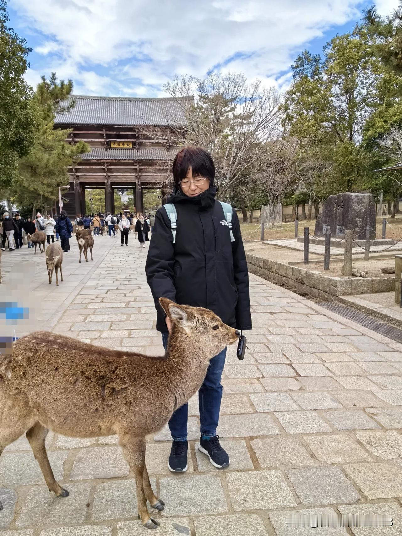 奈良可爱的小鹿公园里的野生鹿