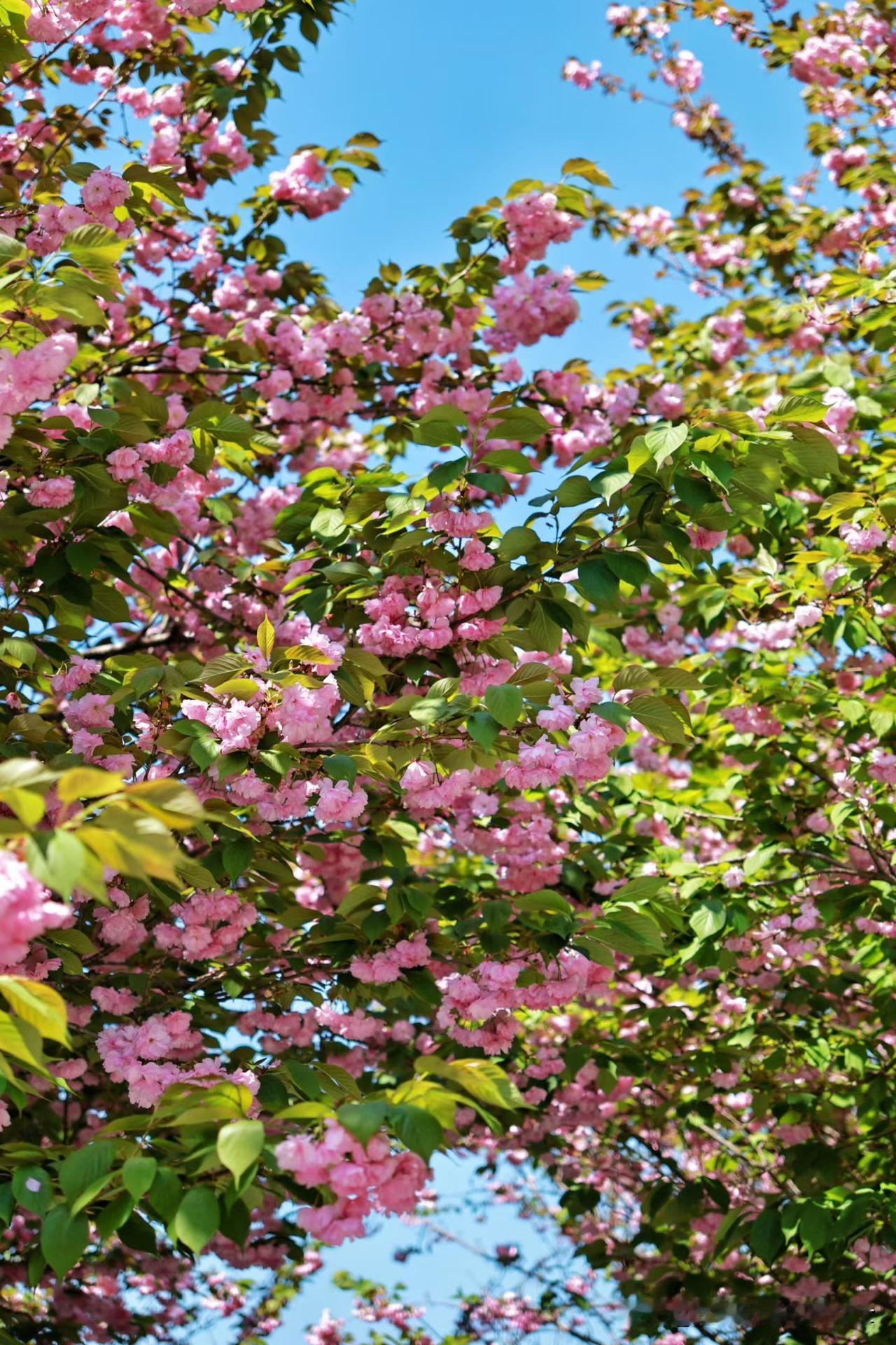 小区一位邻居，生了一个脑瘫儿，今年26岁。全家人不但不嫌弃，还把脑瘫儿当宝一样养