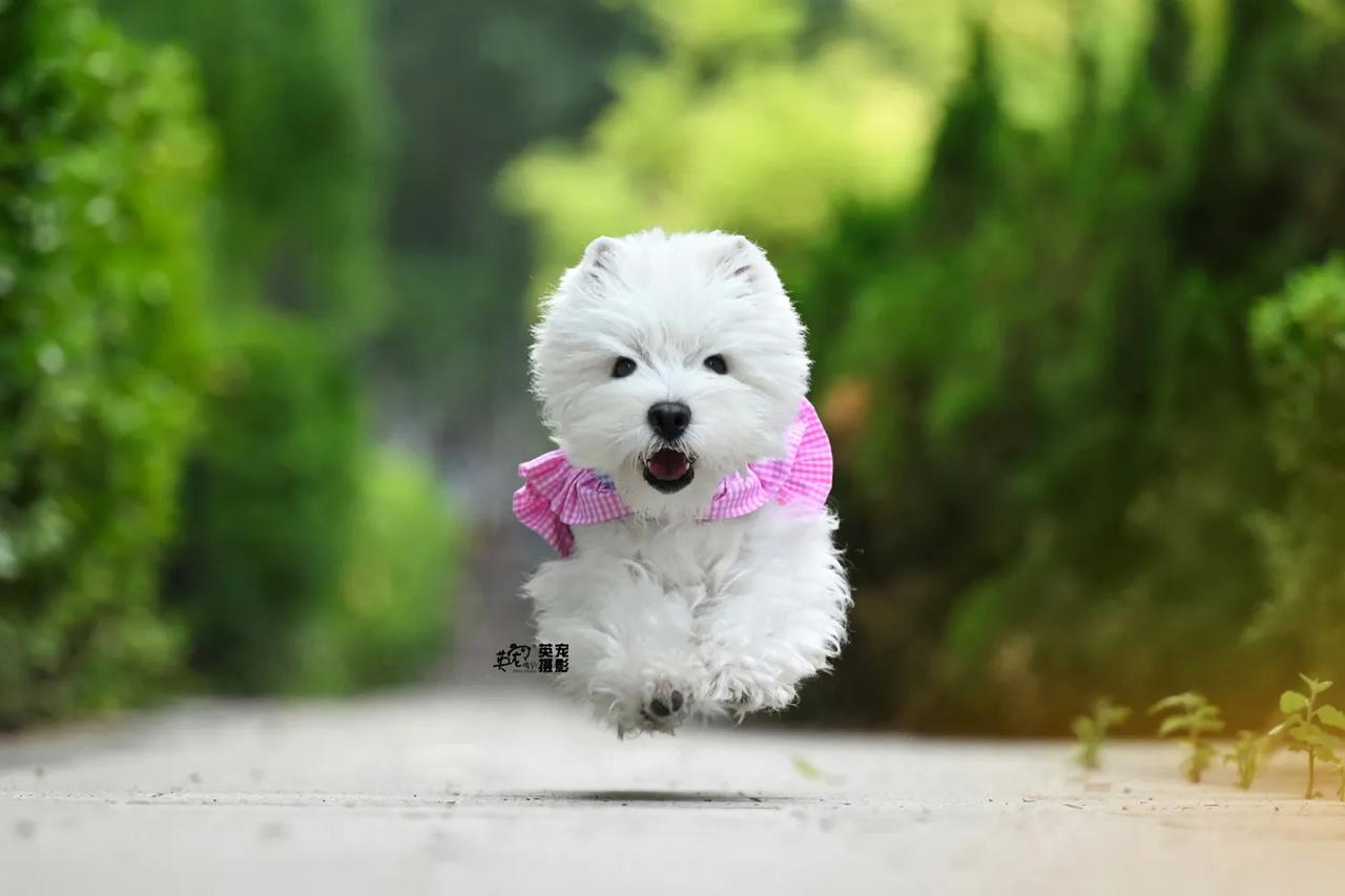 乱花渐欲迷人眼，哪有小狗动我心😍
【天津拍摄】