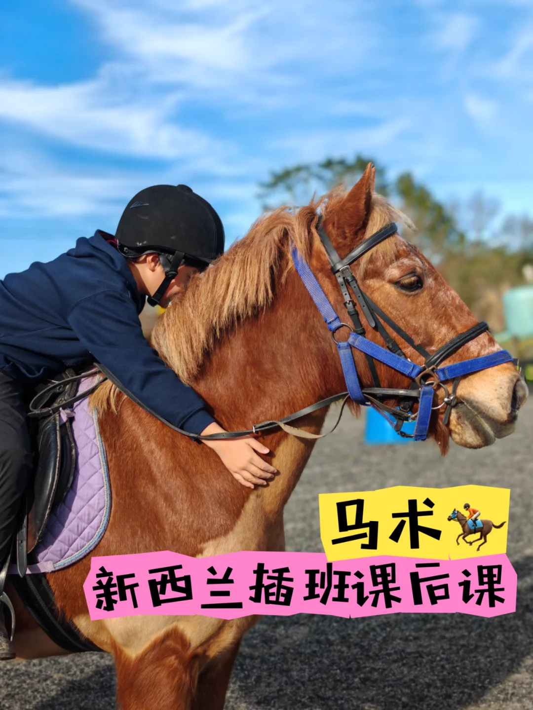 新西兰插班课后课，马术🏇
