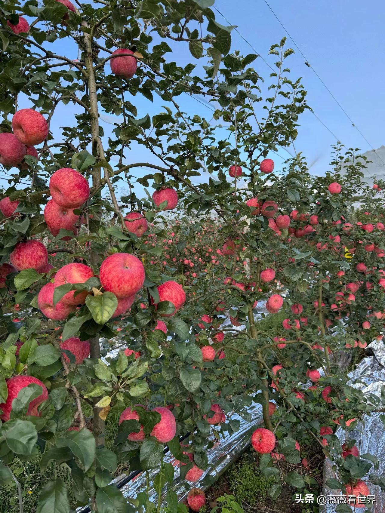 朋友家自己种的苹果，这也太好了吧，这算丰收了吧。🤩🤩🤩农家果园苹果 农家果