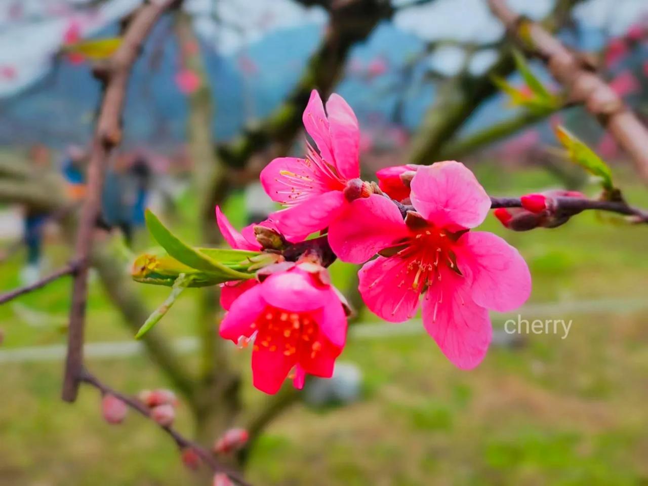 #上联:水寨桃花俏，邀对下联？# 
这一上联写的是水寨这个地方桃花盛开、美丽动人