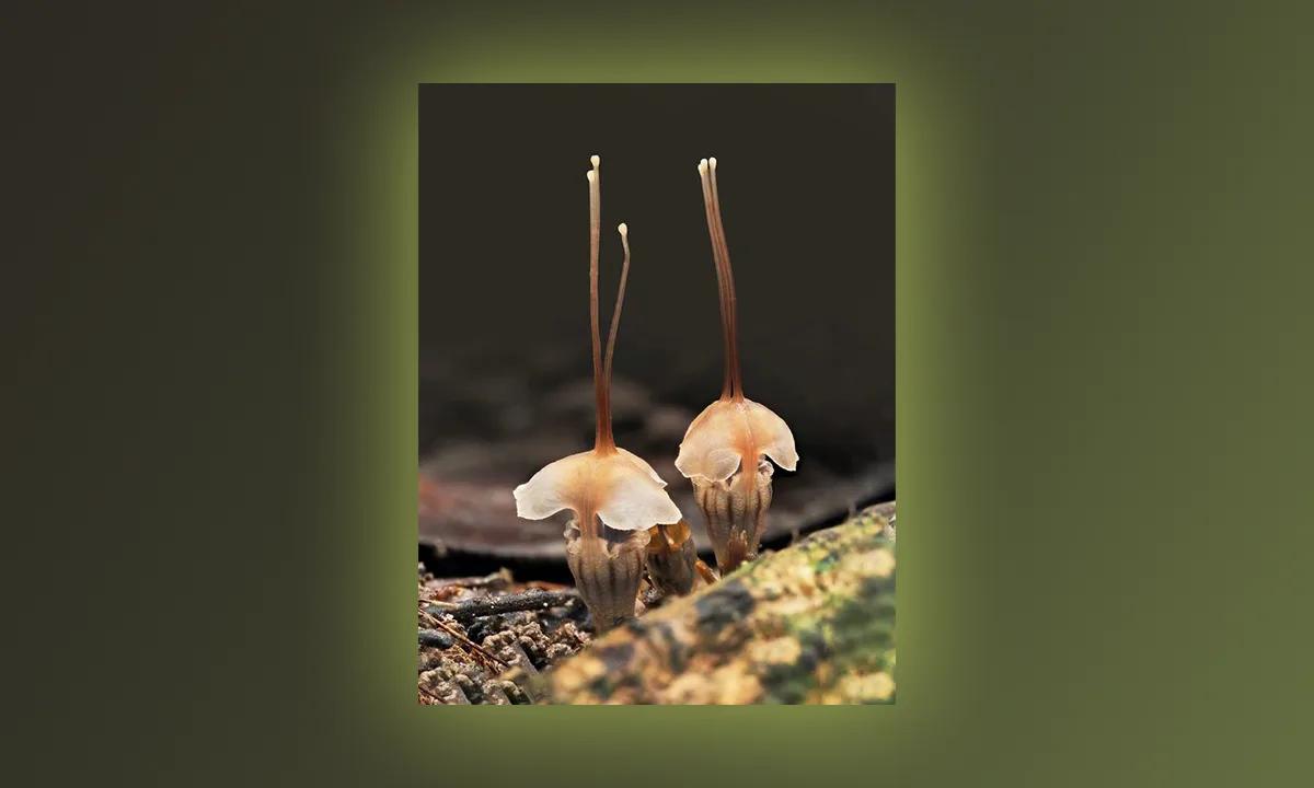 大自然的神奇 眼前所见的是一种仙女灯笼，一种极其罕见的植物。除了神秘的外形和奇特