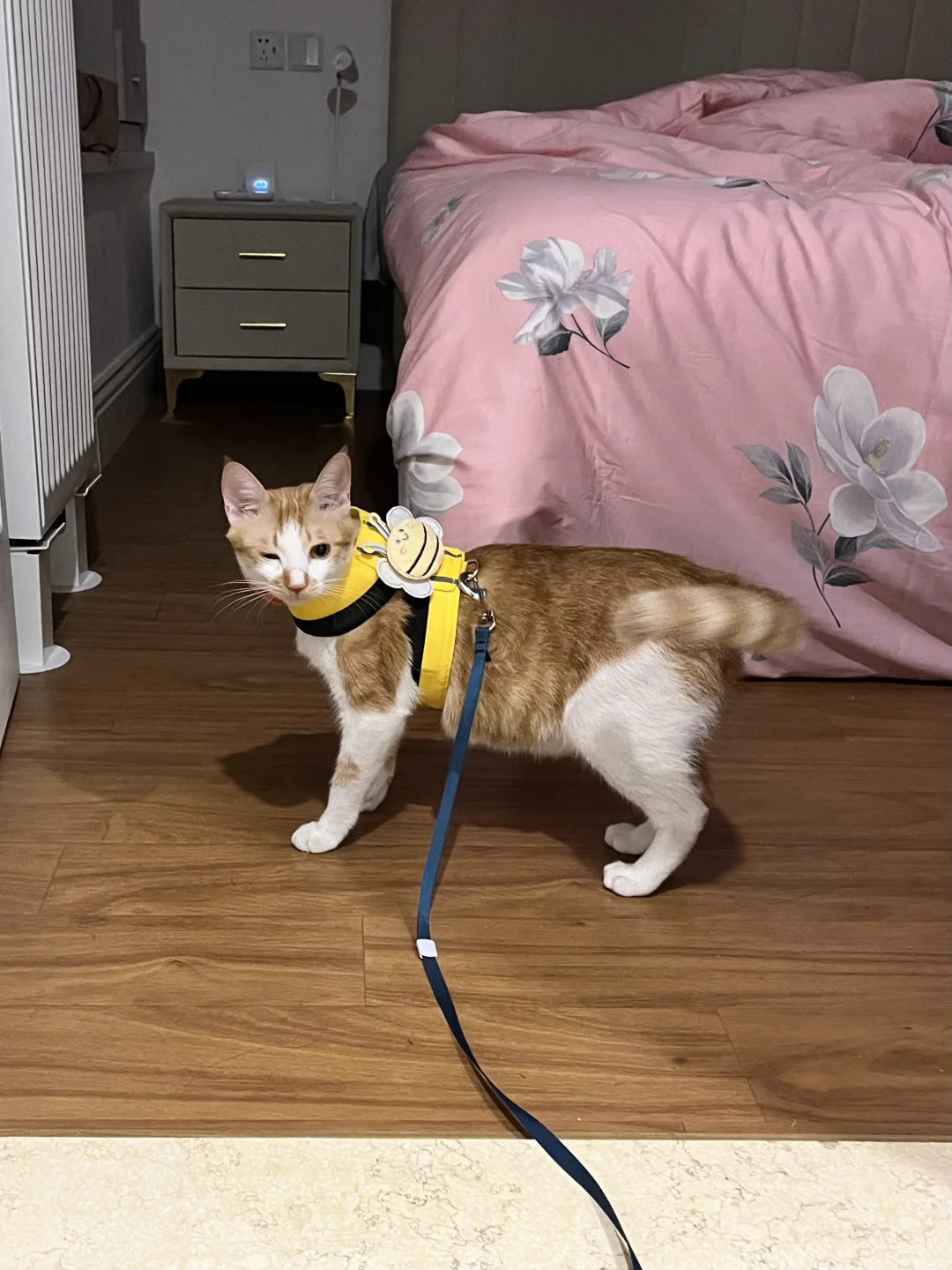 怀民的airtag到了｜走丢问题暂时解决了