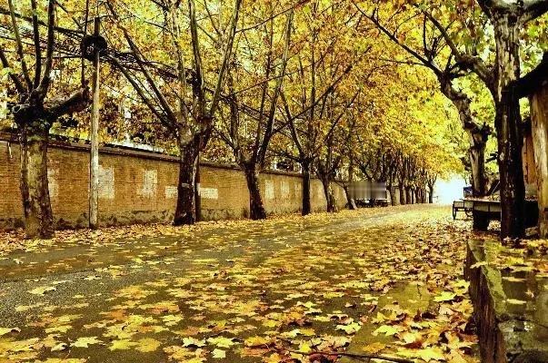 秋风  秋叶  秋雨

秋风扫落叶  凉雨透寒气
片片叶子寄相思  疑把相思寄何