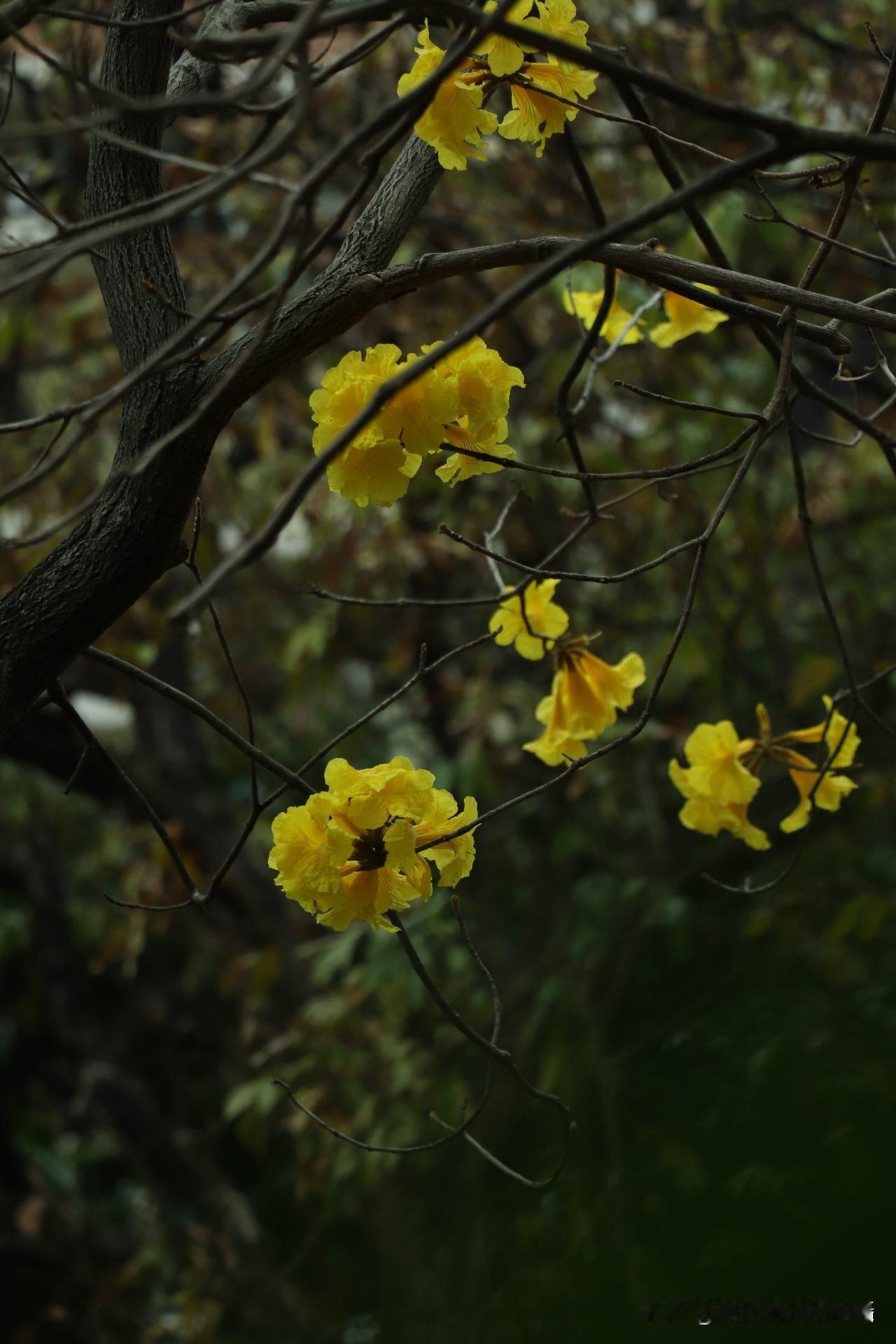 黄花开满枝，蜜蜂采蜜忙。

分享城市新鲜事