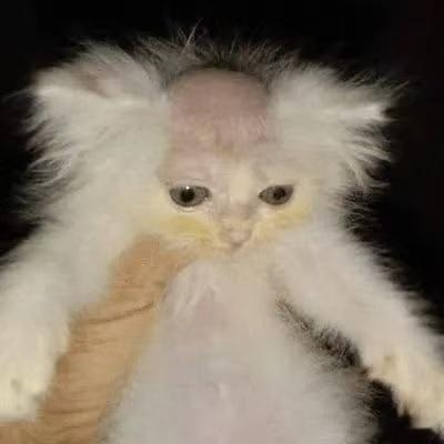 喵一些二刺猿懂的东西