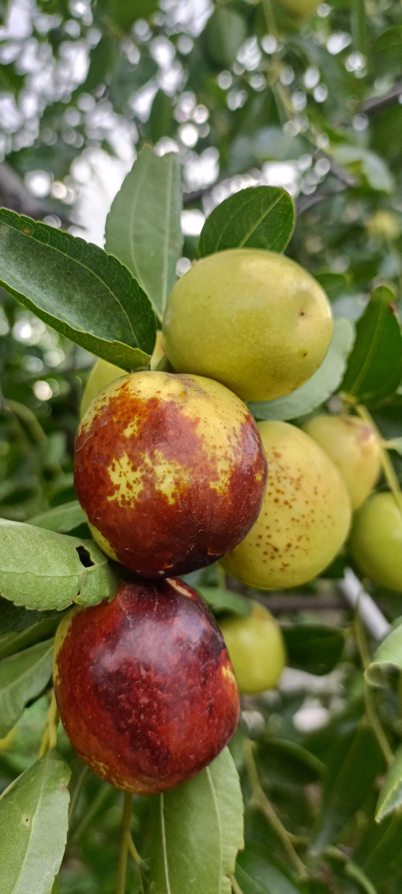 好久没去过我喜欢的小山村了。今天天公作美，正应了那句“东边日出西边雨”，淋着小雨