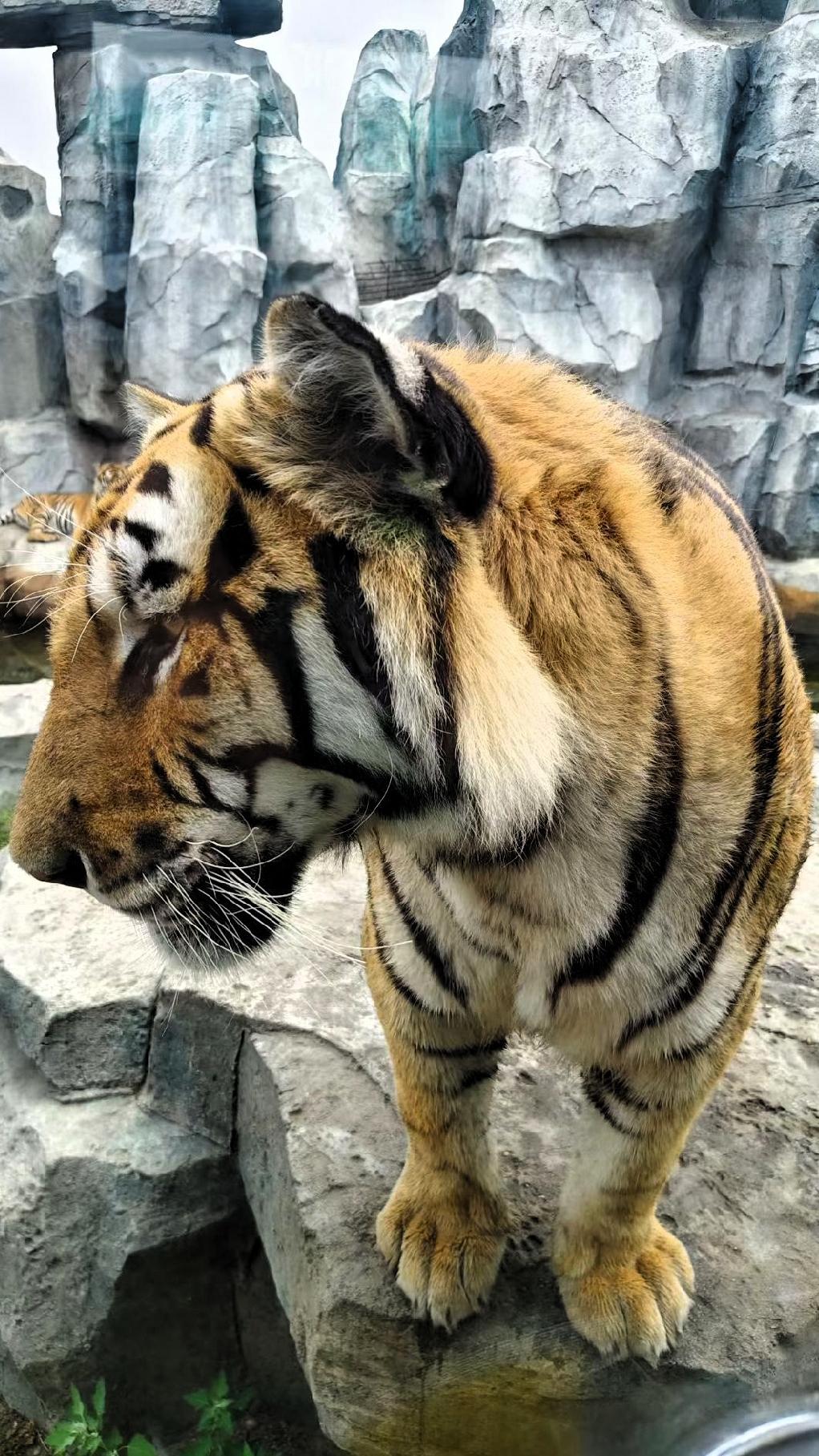 [彩虹] 探秘动物园  🐯 近距离感受老虎的威严与优雅！