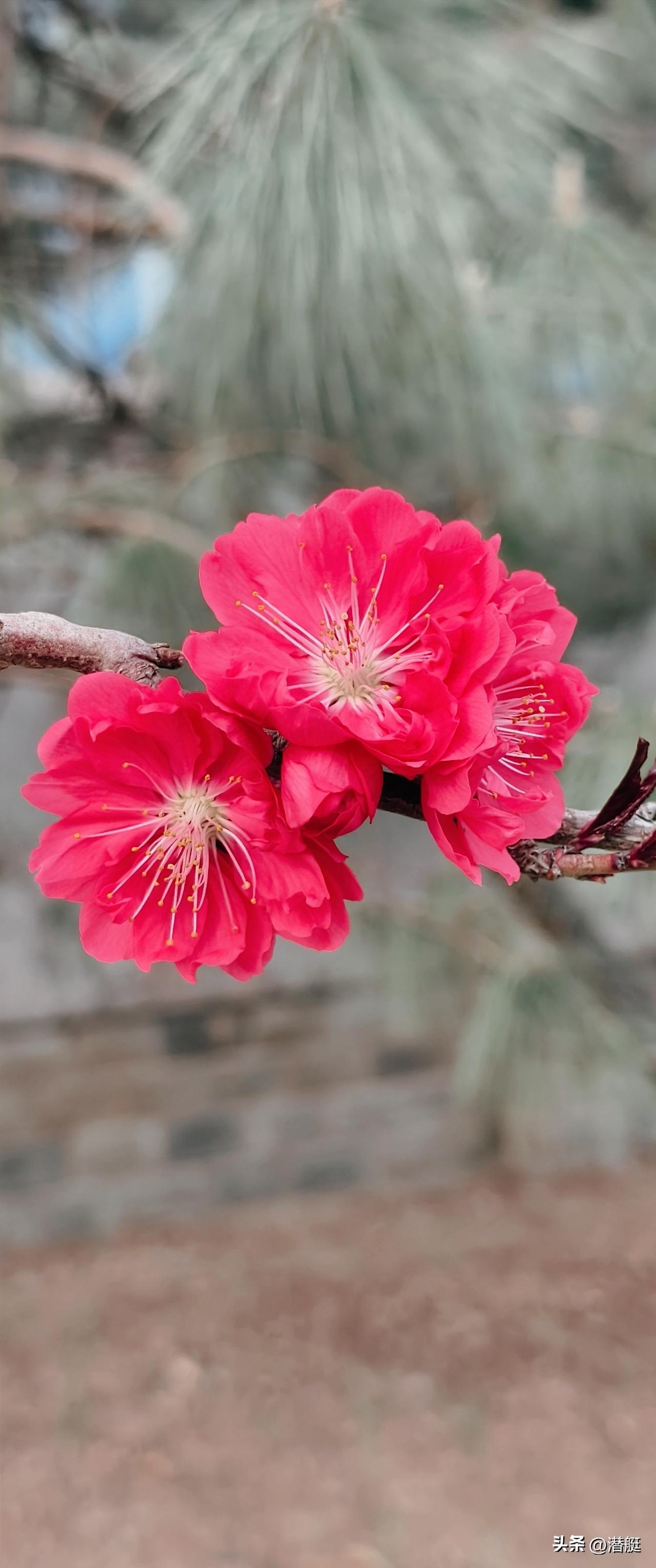 来一组花证明花开正艳随手拍的桃花，鲜艳美丽，形容美女好看面色桃花寒露。看桃花朵朵