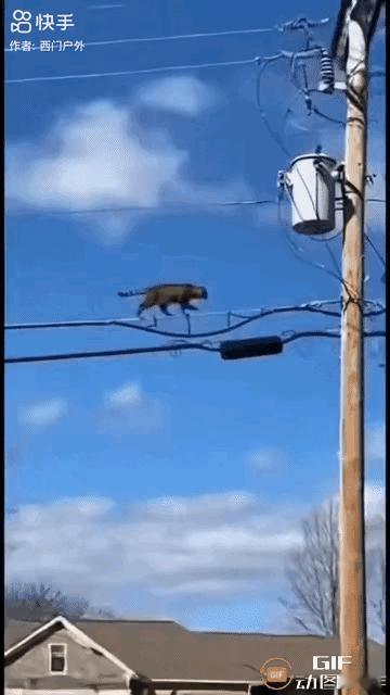 这就是“炸毛”吗？
猫：看啥，我做个发型，没见过？猫咪触电后稳稳落地你见过吗猫咪