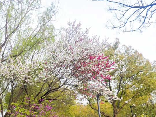 一颗树上开出两种颜色的花朵，明媚春光