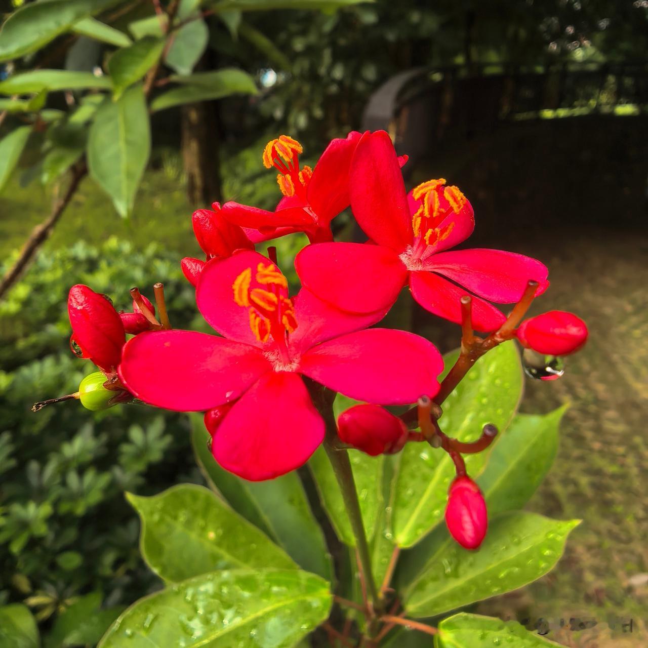 晨起遛狗，邂逅一路热烈红花～
琴叶珊瑚，红鸡蛋花，艳芦莉
藏在小区里的夏日火红风