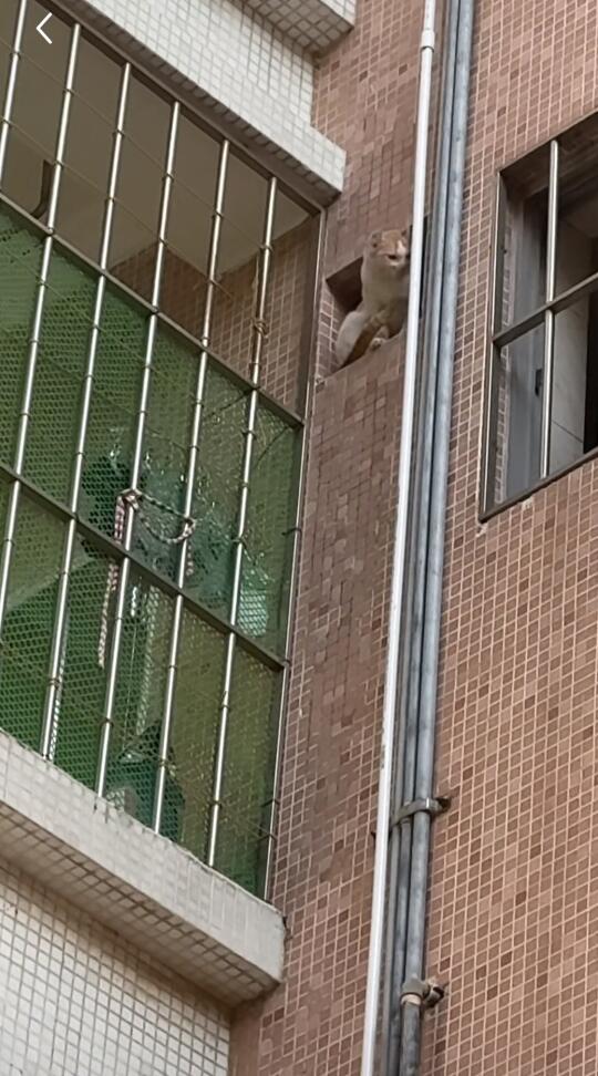 看到有人弃养 你们会发声吗？