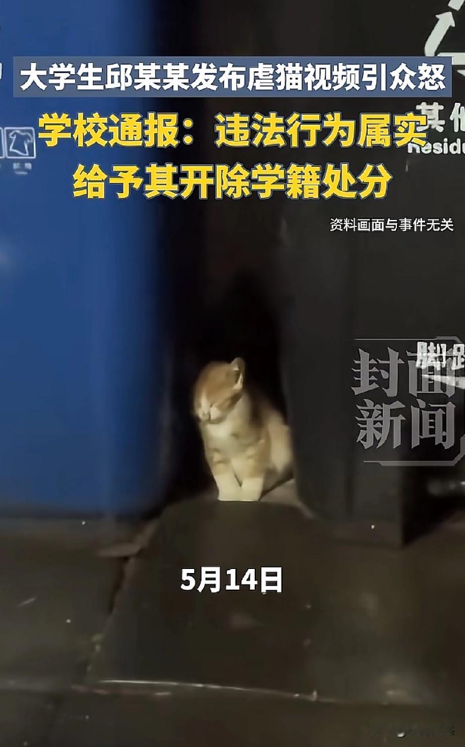 赣南师范大学科技学院开除了发布虐猫视频的学生，为学校的决定点赞，一个对生命没有任