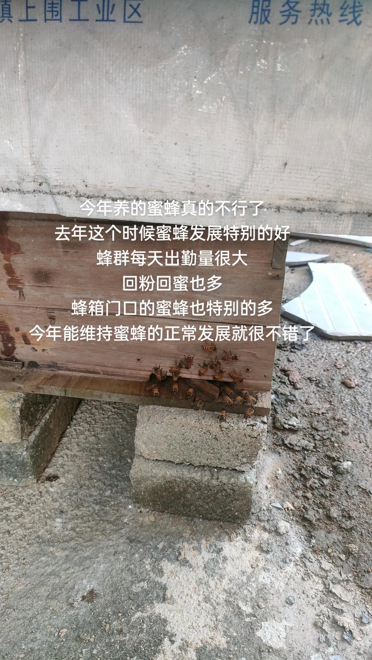 今年养的蜜蜂真的不行了
去年这个时候蜜蜂发展特别的好
蜂群每天出勤量很大
回粉回