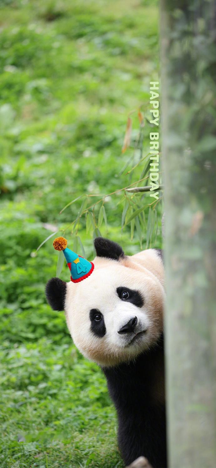 【一起说！#福宝四周岁生日快乐#[蛋糕]】今天，大熊猫“福宝”4岁啦！这也是#福
