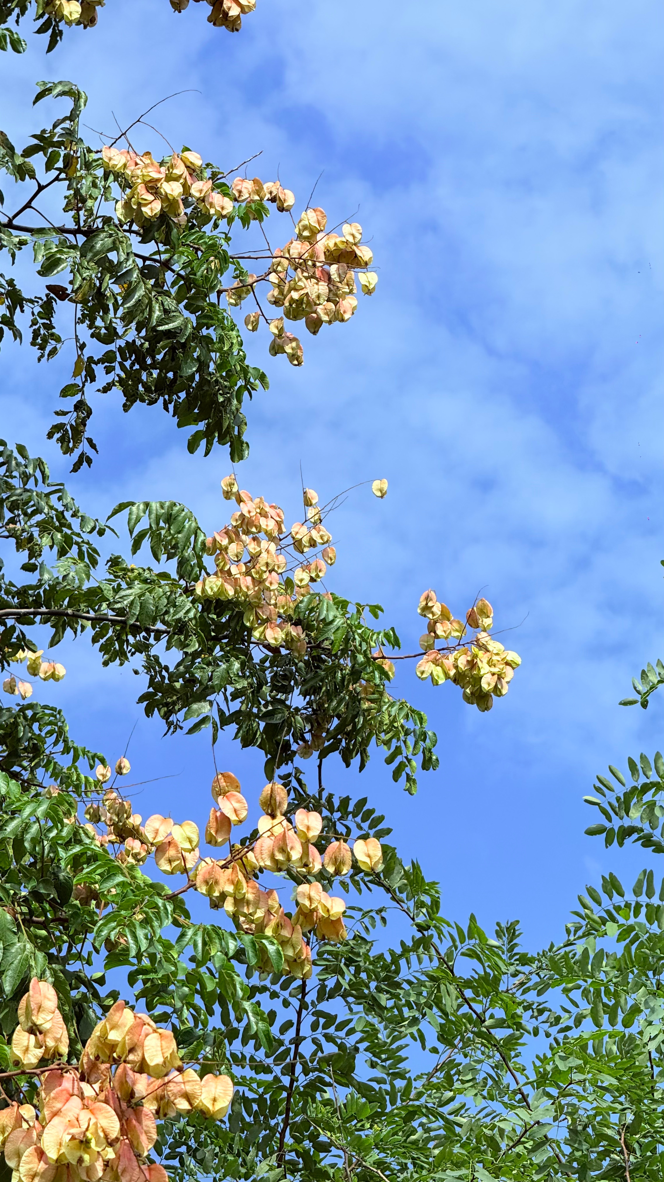 “大树下，破碎的阳光星星点点，风把遍地的小灯笼吹得滚动，仿佛暗哑地响着无数小铃铛