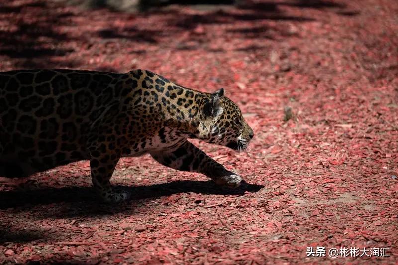 人类和花豹单挑，胜算基本为零。花豹属于猫科豹亚科，分布于亚非等地，平均体长100