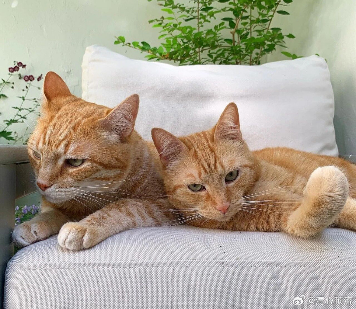 小猫交换猫名片“猫名片”其实就是铲屎官的代名词。它暗示着主人有耐心、有爱心、生活