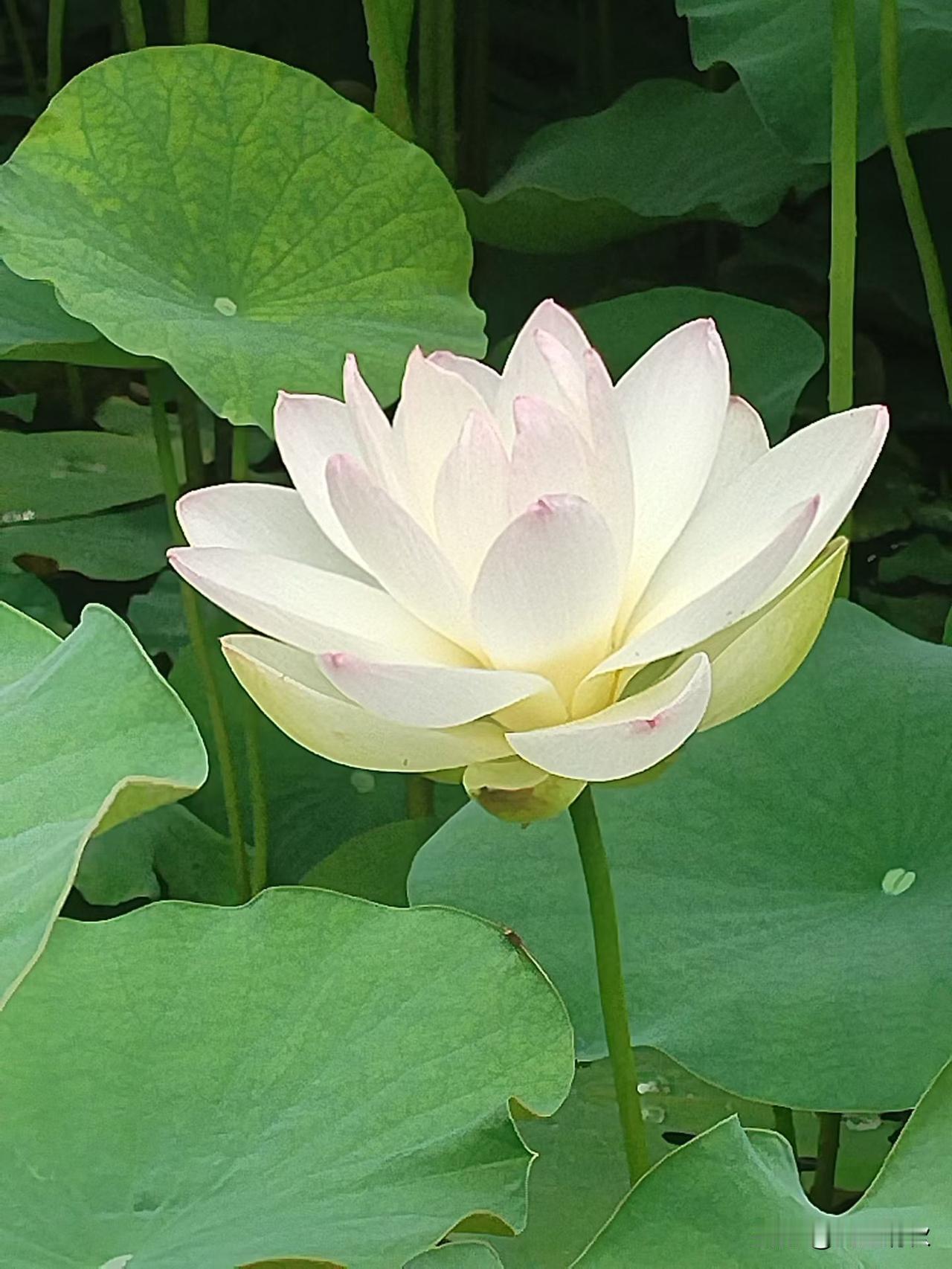 玉片轻扬，撩动心底素愿
清颜微动，叩响一瓣心弦
灵秀漫入眉眼，温润了流年
风骨清