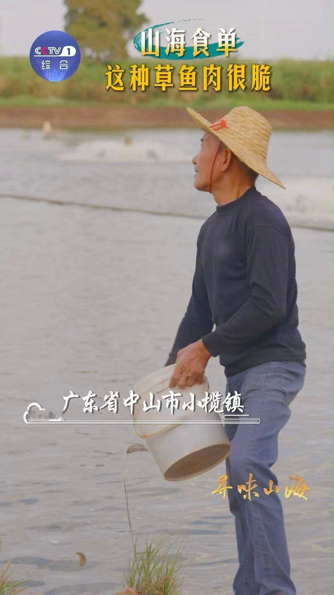 你见过吃蚕豆长大的鱼吗在中山，连鱼都“挑食”！脆肉鲩鱼用一生演绎“吃豆变脆”的魔