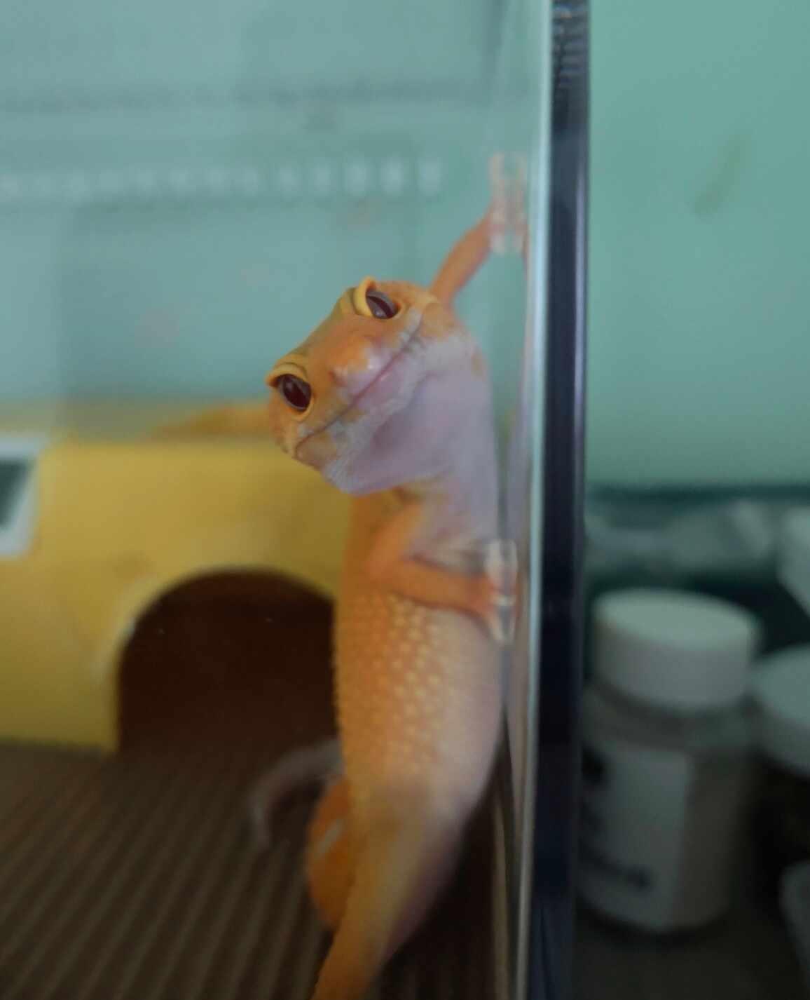 点点滴滴🦎