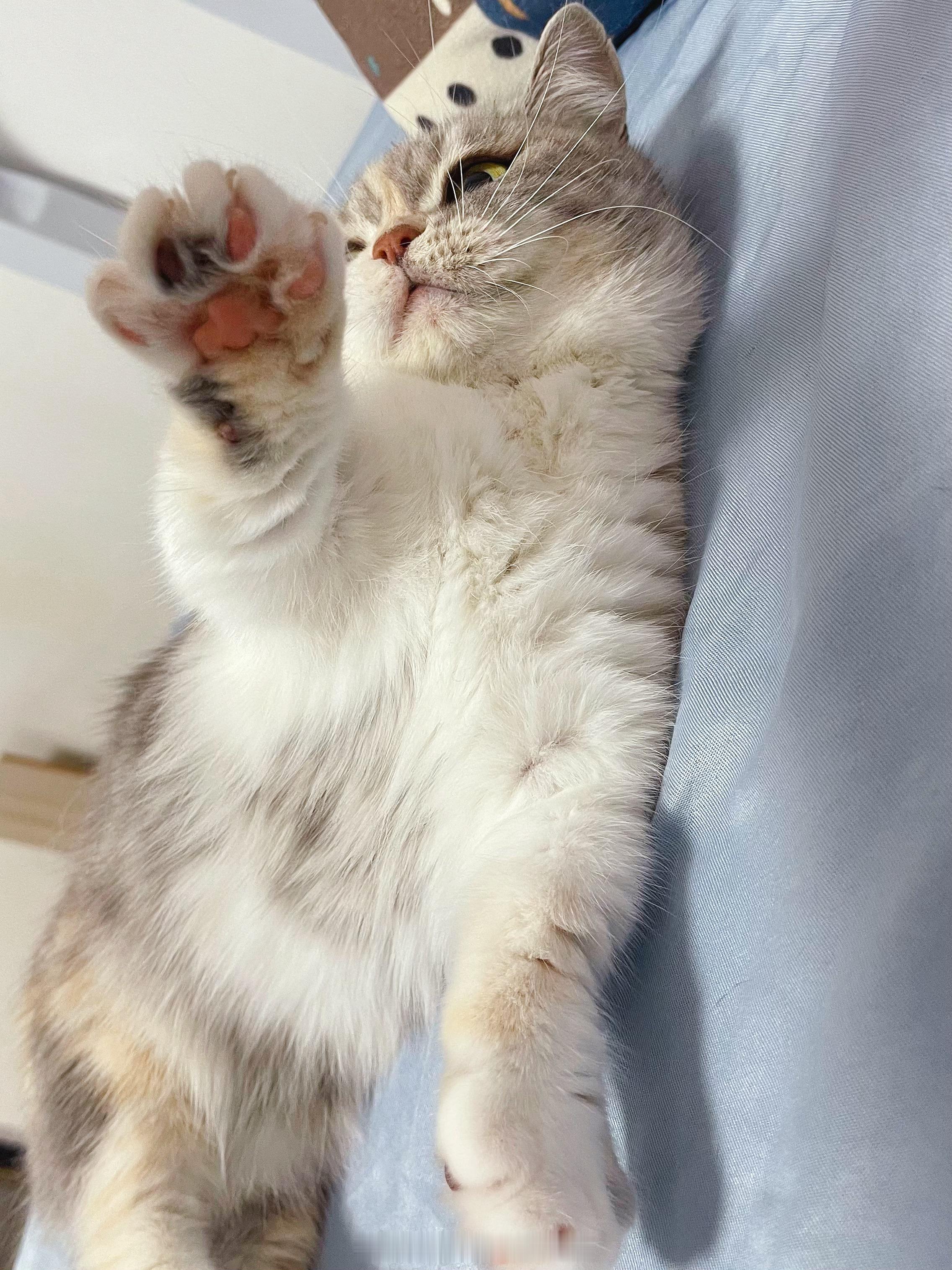 来，和小猫咪击个掌！