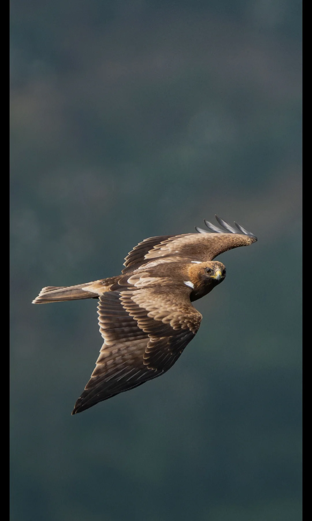 雕隼相见受欺负的总是它