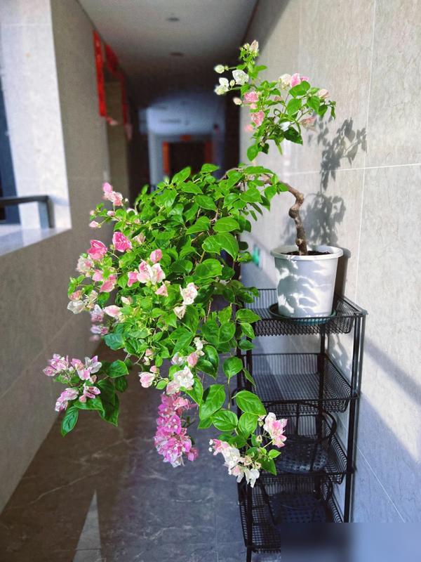 谁懂啊！曾经火到“养花尽头”的三角梅，怎么突然被说“跌落神坛”了？最近刷到好多花