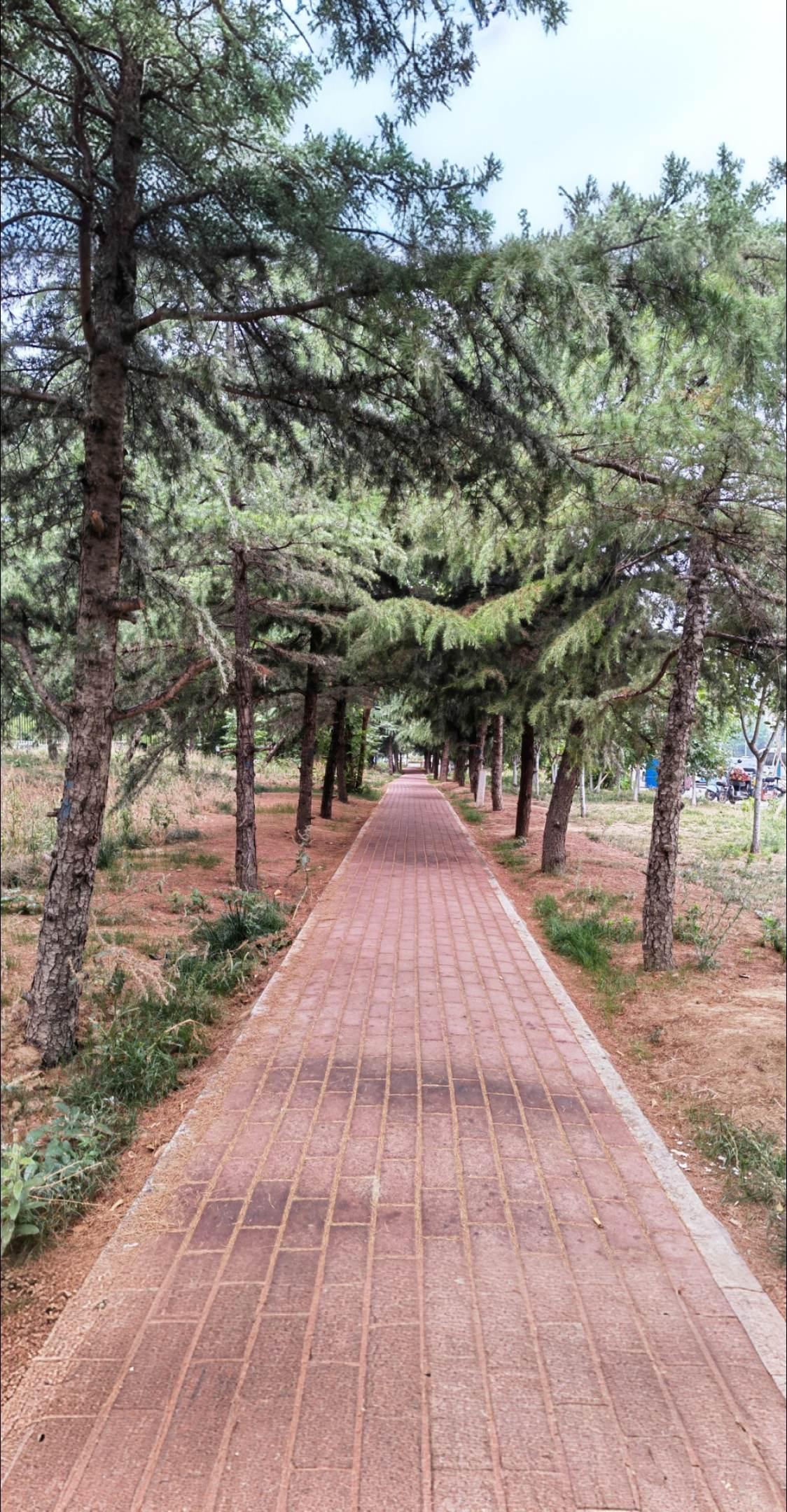 AI扩图 上肢血管