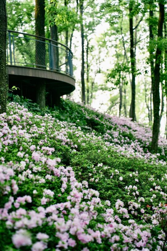 余杭这片隐秘“绿野仙踪”🌸杜鹃开满山坡❗️❗️