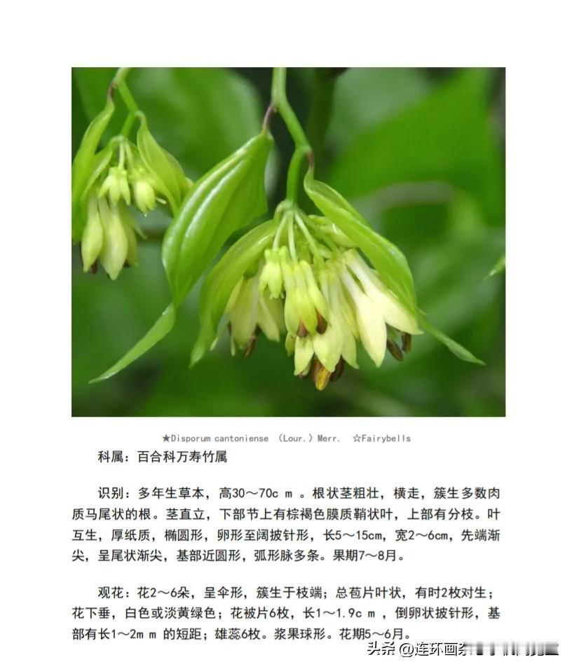《观花植物原色图鉴》拾页02〔其它书页〕