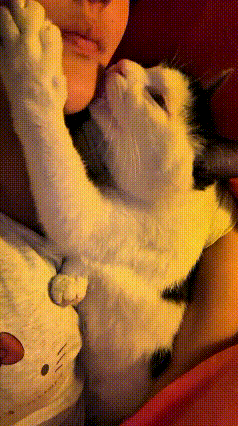 注意看！这小奶猫也太黏人了吧！每天跟主人睡觉，都得认认真真给主人舔脸，那小舌头舔