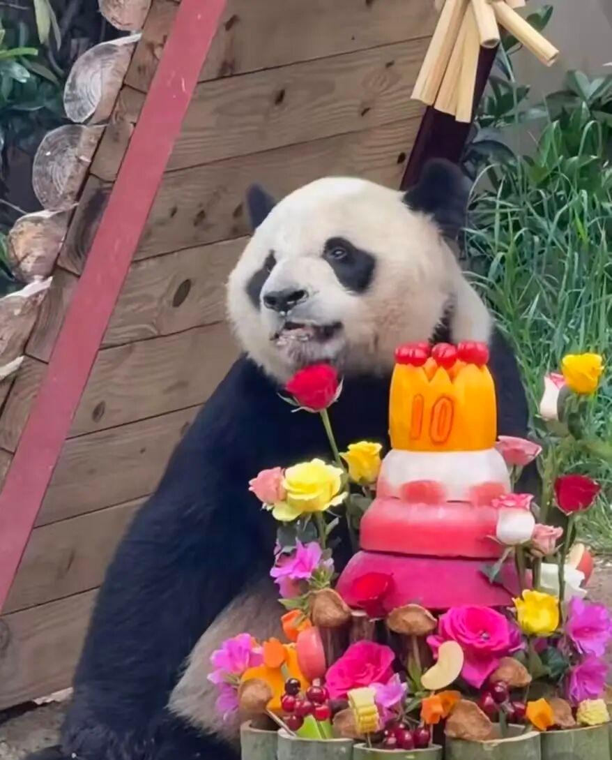 近日，青岛市动物园大熊猫馆设施改造项目招标公告发布！项目总投资额1303万元，建