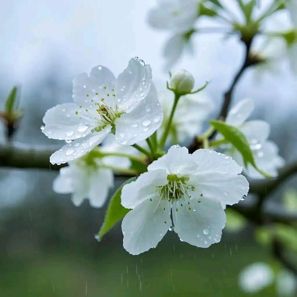雨打梨花深闭门，孤负青春，虚负青春。赏心乐事共谁论？花下销魂，月下销魂。

愁聚
