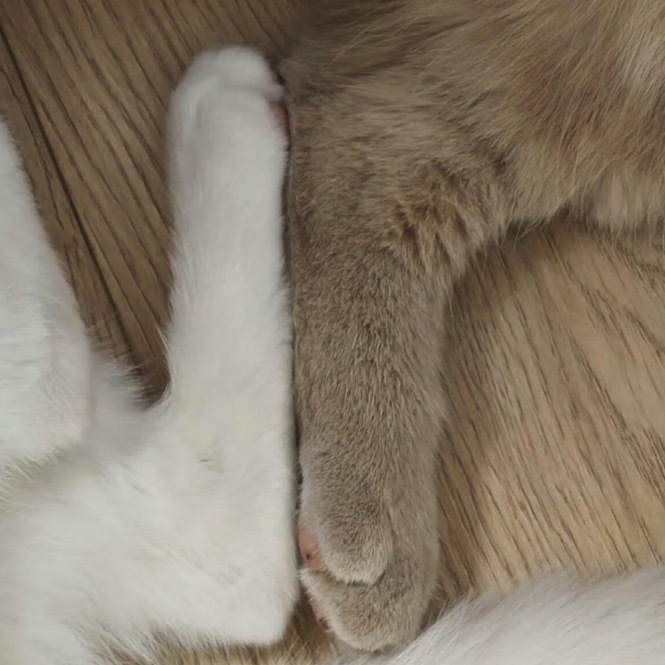 一想到所有小猫都是扁平足 咪：不阔能！！！ 