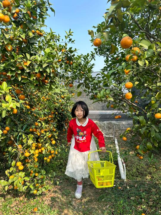 周末采摘的快乐！！来摘砂糖橘🍊啦！超甜