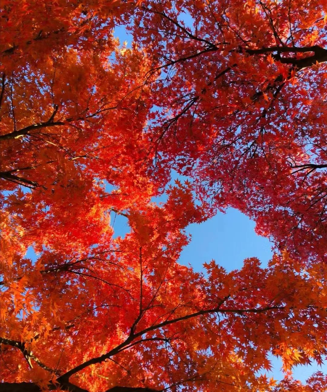 不管什么人，在没有失能之前都不要说：“我老了不拖累儿女”“我老了，绝不插管，我就
