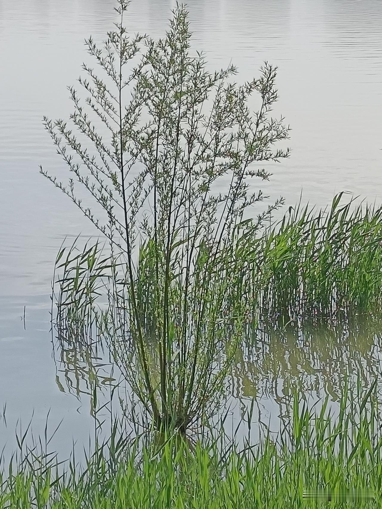 藨草
夏日看生长在水中的高大草本植物，周围环绕着茂密的芦苇丛。画面主体识别：图片
