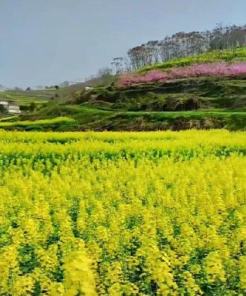 晒一张相册里的花