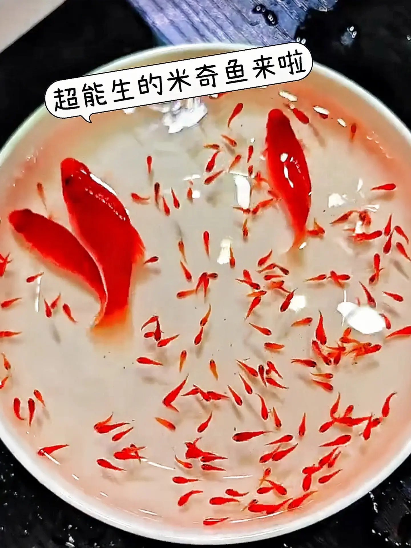 萌趣米奇鱼，点亮你的水族小世界  1. 独特颜值：小巧灵动，通体散发着...
